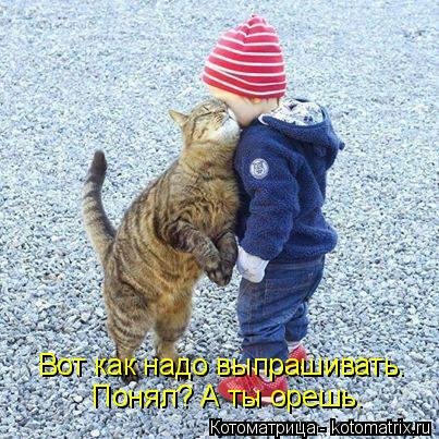 Котоматрица: лучшее за неделю (31 шт) Котоматрица: лучшее за неделю (31 шт)
