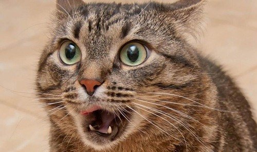 Животинки в шоке (25 фото) Животинки в шоке (25 фото)