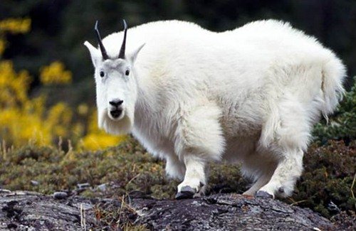 Животинки в шоке (25 фото) Животинки в шоке (25 фото)