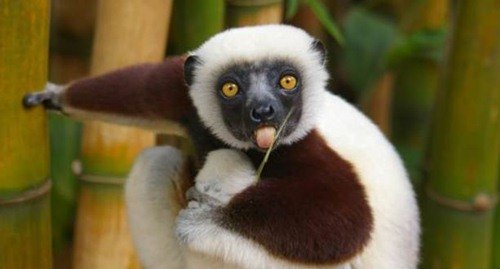 Животинки в шоке (25 фото) Животинки в шоке (25 фото)