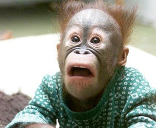 Животинки в шоке (25 фото) Животинки в шоке (25 фото)