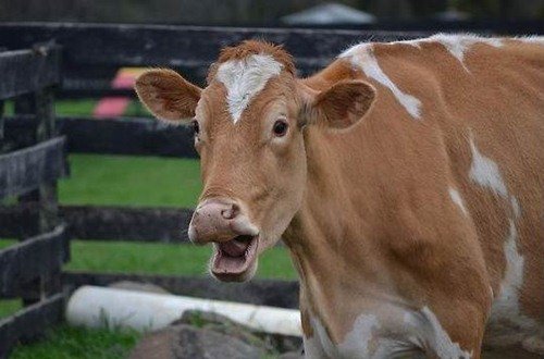 Животинки в шоке (25 фото) Животинки в шоке (25 фото)