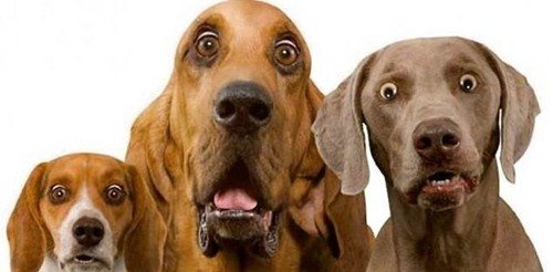 Животинки в шоке (25 фото) Животинки в шоке (25 фото)