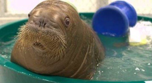 Животинки в шоке (25 фото) Животинки в шоке (25 фото)