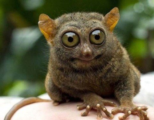 Животинки в шоке (25 фото) Животинки в шоке (25 фото)