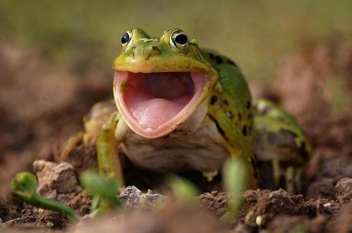 Животинки в шоке (25 фото) Животинки в шоке (25 фото)