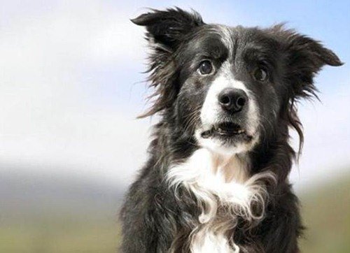 Животинки в шоке (25 фото) Животинки в шоке (25 фото)