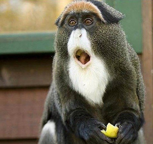 Животинки в шоке (25 фото) Животинки в шоке (25 фото)