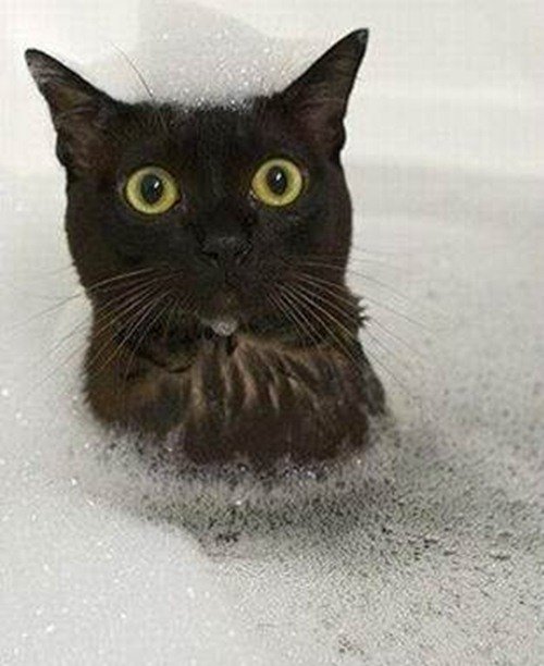 Животинки в шоке (25 фото) Животинки в шоке (25 фото)