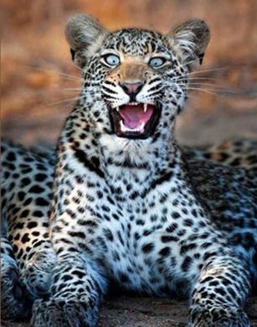 Животинки в шоке (25 фото) Животинки в шоке (25 фото)