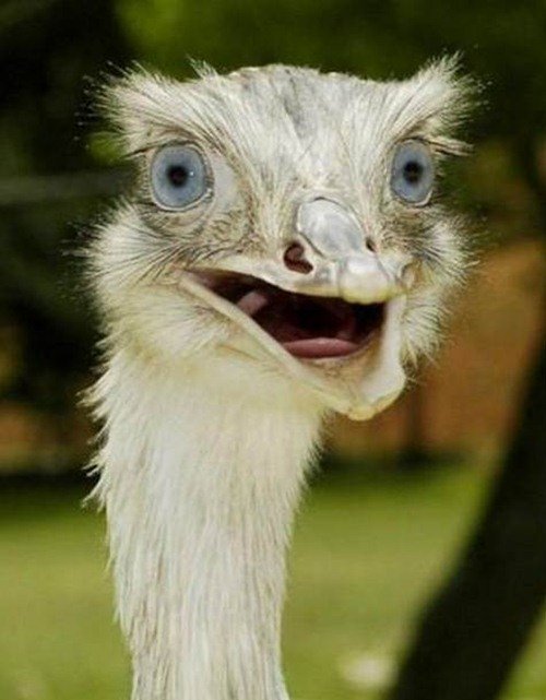 Животинки в шоке (25 фото) Животинки в шоке (25 фото)