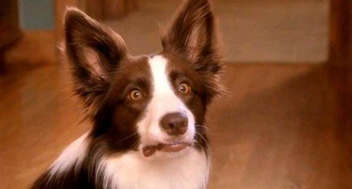 Животинки в шоке (25 фото) Животинки в шоке (25 фото)