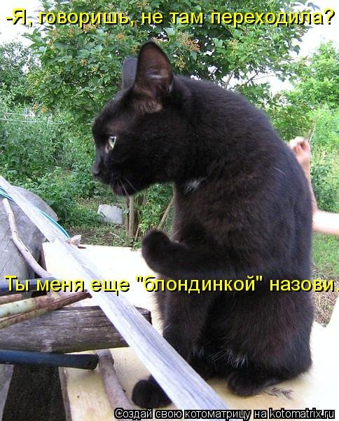 Новая котоматрица (33 шт) Новая котоматрица (33 шт)