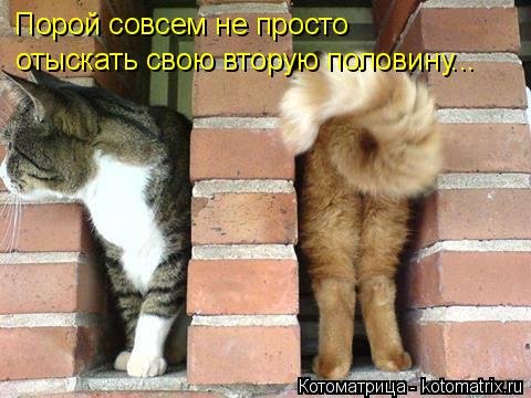 Новая котоматрица (33 шт) Новая котоматрица (33 шт)