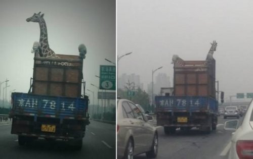 12 Странных фотографий транспортируемых животных