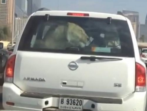 12 Странных фотографий транспортируемых животных