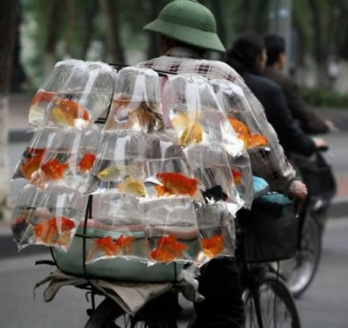 12 Странных фотографий транспортируемых животных