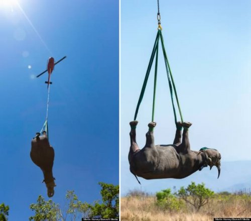 12 Странных фотографий транспортируемых животных