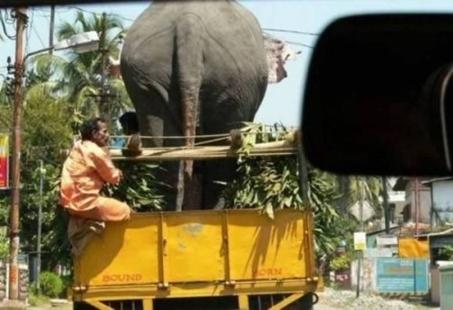 12 Странных фотографий транспортируемых животных