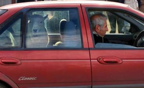 12 Странных фотографий транспортируемых животных