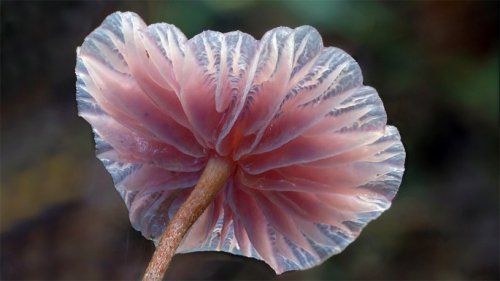 Красочные фотографии грибов от Стива Эксфорда (11 фото)