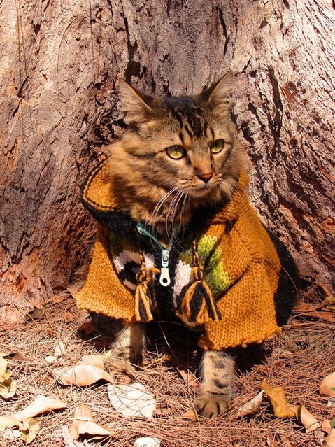 Кот Лоренцо – модель фотографа Джоан Бьонди (13 фото)