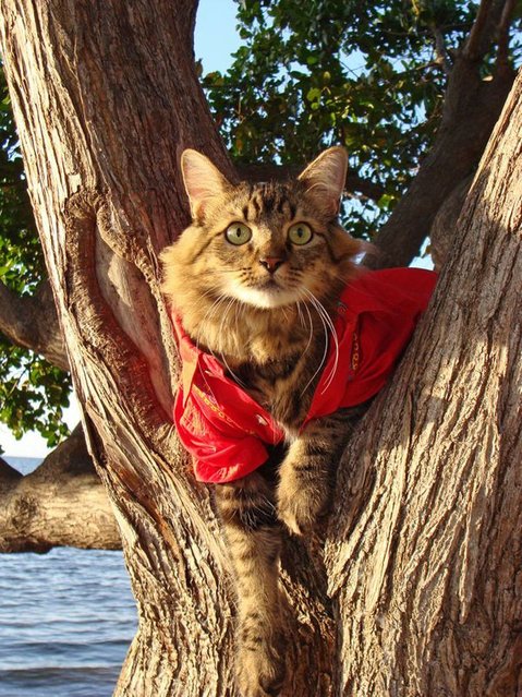 Кот Лоренцо – модель фотографа Джоан Бьонди (13 фото)