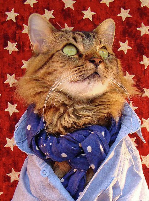 Кот Лоренцо – модель фотографа Джоан Бьонди (13 фото)