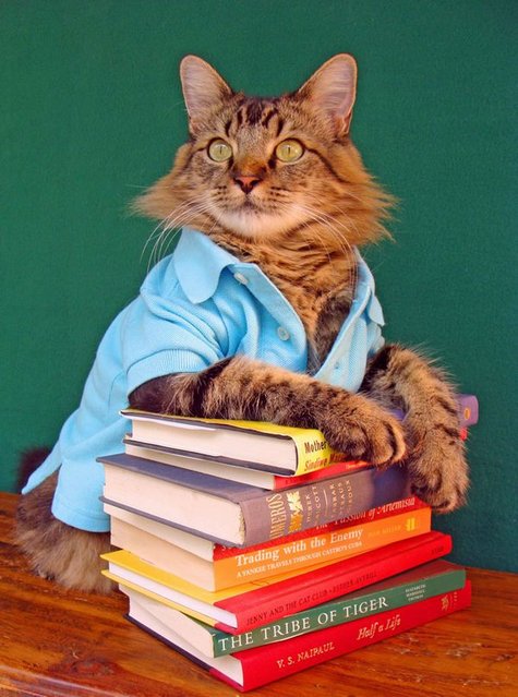 Кот Лоренцо – модель фотографа Джоан Бьонди (13 фото)