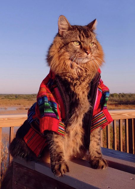 Кот Лоренцо – модель фотографа Джоан Бьонди (13 фото)
