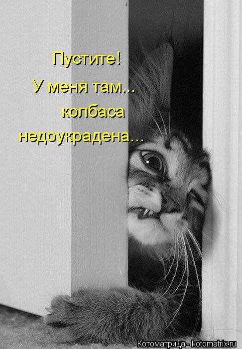 Лучшая котоматрица недели (32 фото) Лучшая котоматрица недели (32 фото)