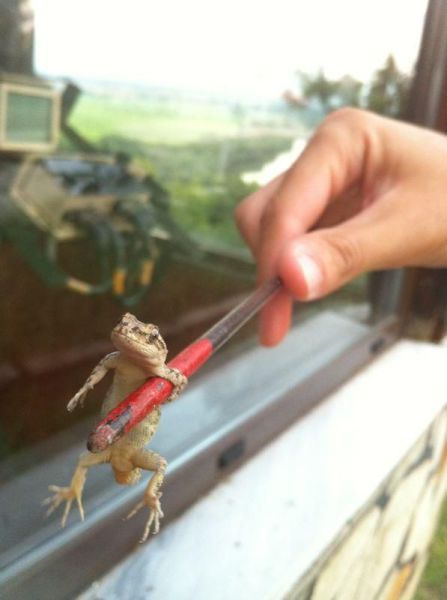 Смешарики и приколычи (44 шт) Смешарики и приколычи (44 шт)