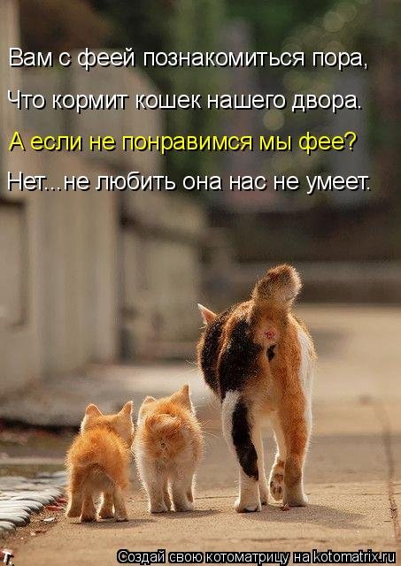 Новая котоматрица (35 фото) Новая котоматрица (35 фото)