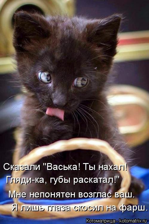 Новая котоматрица (35 фото) Новая котоматрица (35 фото)