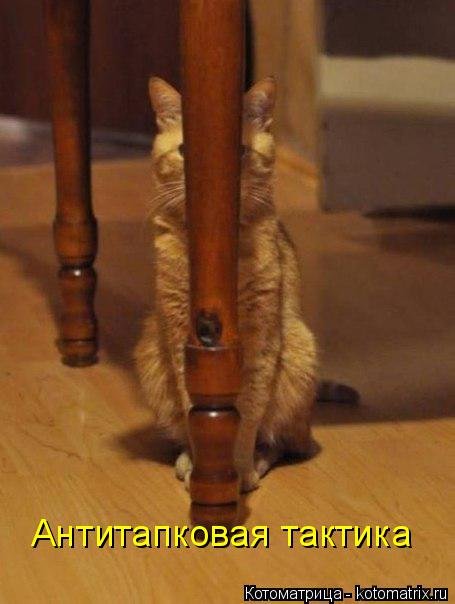 Новая котоматрица (35 фото) Новая котоматрица (35 фото)