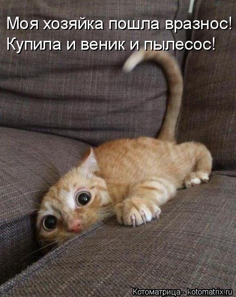 Новая котоматрица (35 фото) Новая котоматрица (35 фото)
