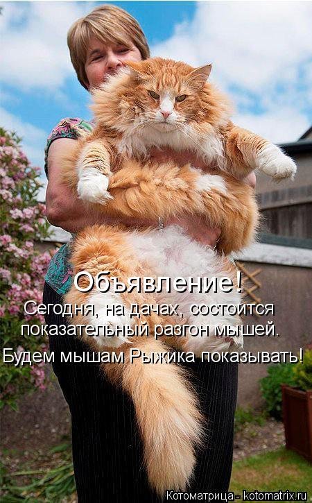 Новая котоматрица (35 фото) Новая котоматрица (35 фото)