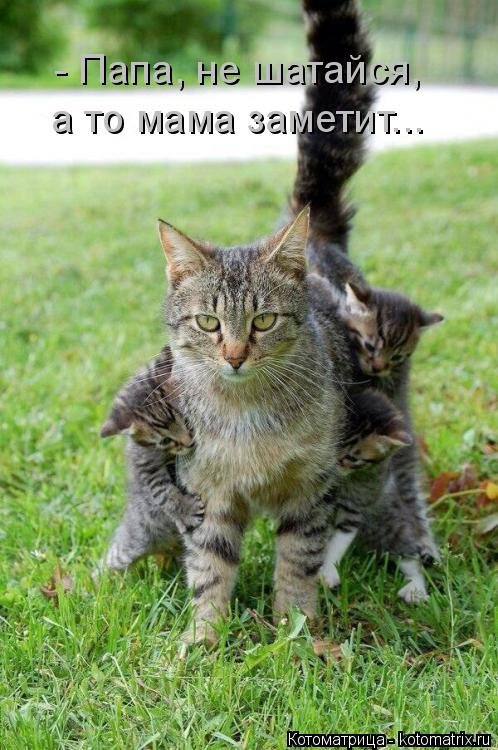 Новая котоматрица (35 фото) Новая котоматрица (35 фото)