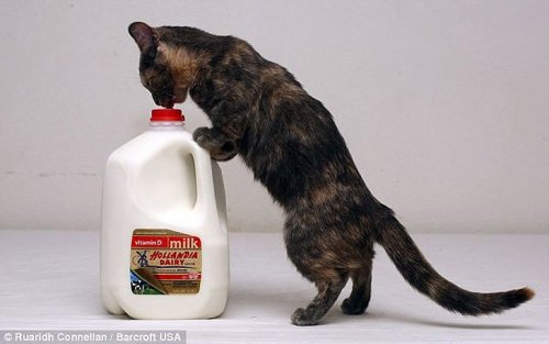 Кошка Пиксель – самая низкорослая в мире (6 фото)