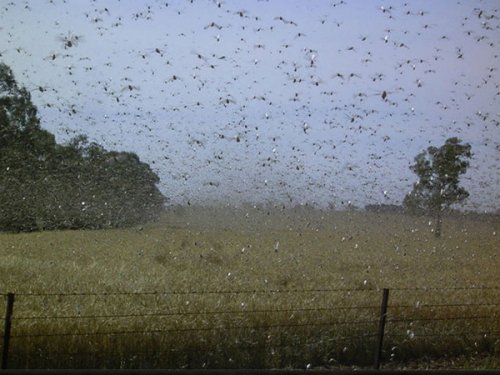 10 Самых невероятных нашествий насекомых