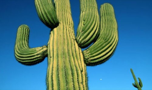 Топ-25 Самых странных причин смерти одних из самых неудачливых людей в истории