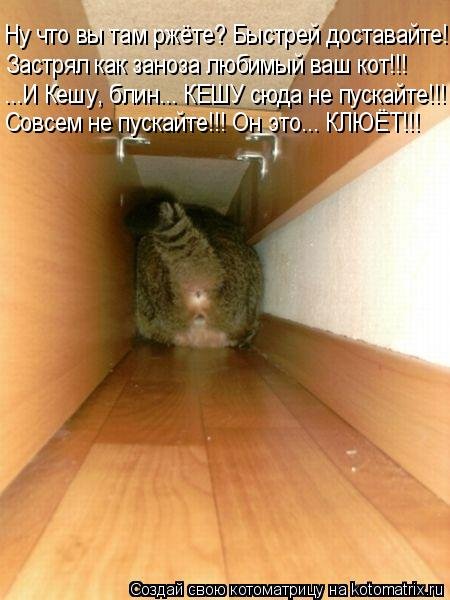 Новая котоматрица (34 фото) Новая котоматрица (34 фото)