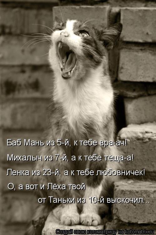 Новая котоматрица (34 фото) Новая котоматрица (34 фото)