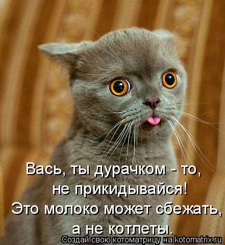 Новая котоматрица (34 фото) Новая котоматрица (34 фото)