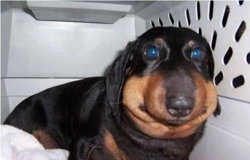 Распухшие мордахи собак после укуса пчёл (11 фото) Распухшие мордахи собак после укуса пчёл (11 фото)