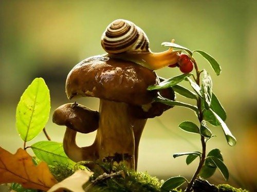 Удивительный мир улиток в фотографиях Вячеслава Мищенко (25 фото) Удивительный мир улиток в фотографиях Вячеслава Мищенко (25 фото)