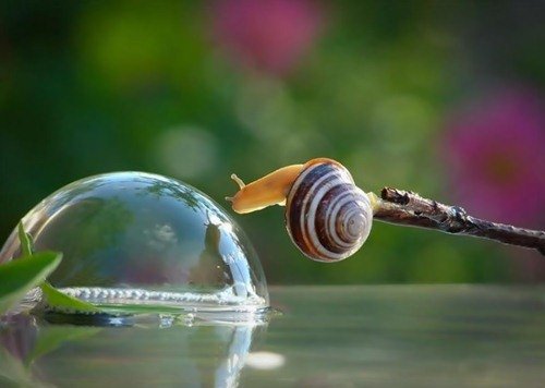 Удивительный мир улиток в фотографиях Вячеслава Мищенко (25 фото) Удивительный мир улиток в фотографиях Вячеслава Мищенко (25 фото)