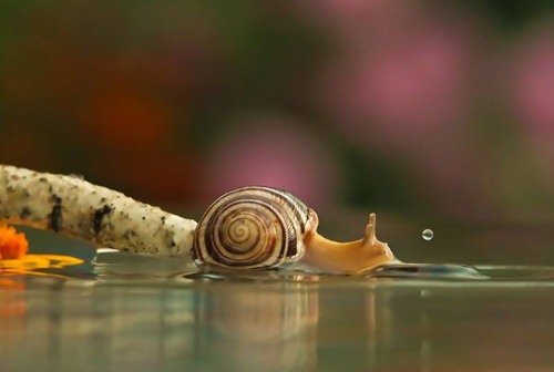 Удивительный мир улиток в фотографиях Вячеслава Мищенко (25 фото) Удивительный мир улиток в фотографиях Вячеслава Мищенко (25 фото)