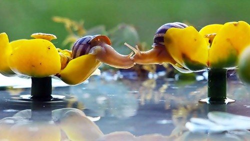 Удивительный мир улиток в фотографиях Вячеслава Мищенко (25 фото) Удивительный мир улиток в фотографиях Вячеслава Мищенко (25 фото)