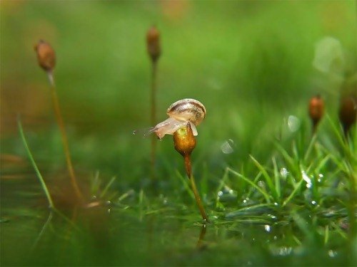 Удивительный мир улиток в фотографиях Вячеслава Мищенко (25 фото) Удивительный мир улиток в фотографиях Вячеслава Мищенко (25 фото)